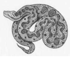 Vipera comune